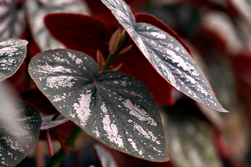 Nature-themed Patterns